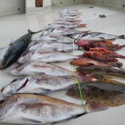 KIM Fishing Guide Service 釣果