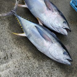 ゆたか丸 釣果