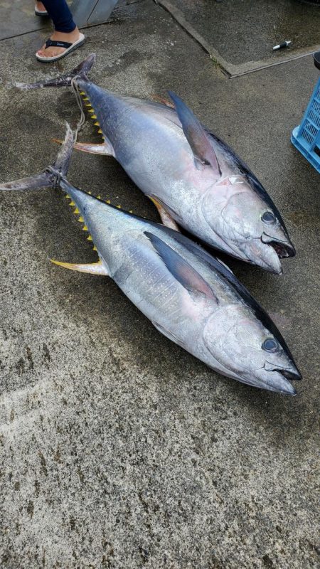 ゆたか丸 釣果