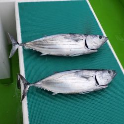 ゆたか丸 釣果