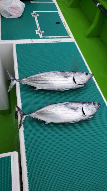 ゆたか丸 釣果