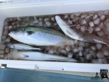 八海丸 釣果