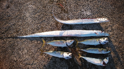 タチウオ偵察に