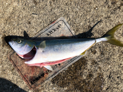 ハマチ釣れたけど、