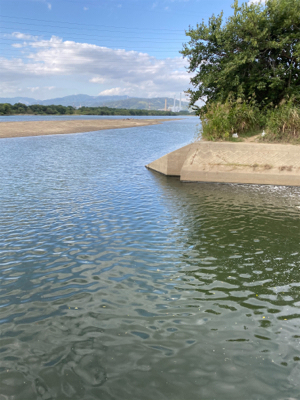 淀川釣行