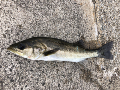 アジのノマセでセイゴが釣れました