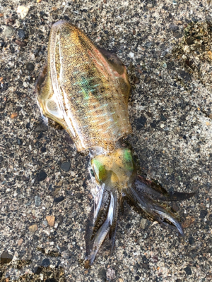 親父たちの釣行　煽烏賊を求めて