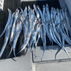 太刀魚、渋かった