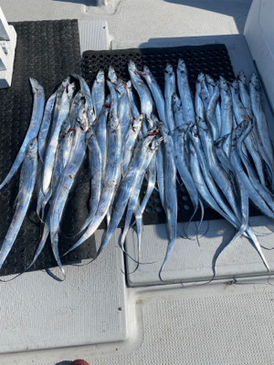 太刀魚、渋かった