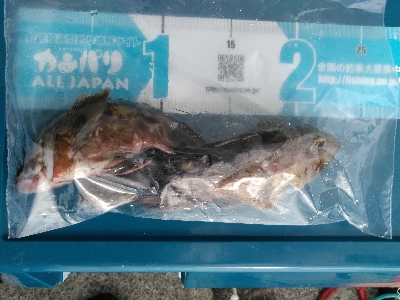 渡船で小物釣り