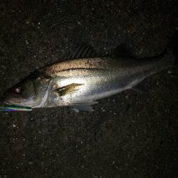 夜練釣行