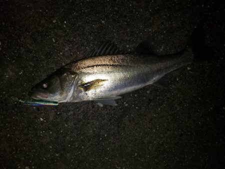 夜練釣行