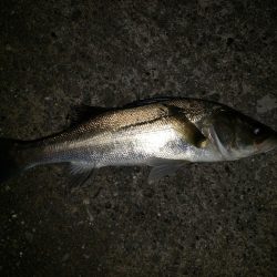 夜練釣行