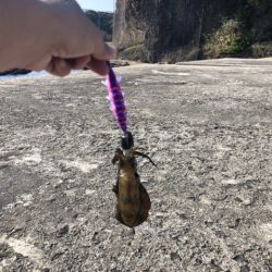 加賀港（桂島）での釣行