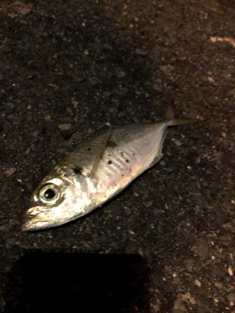 アジング釣行