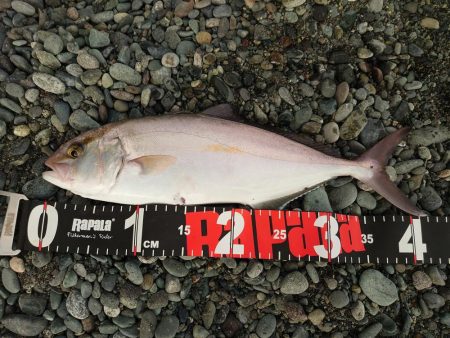 ショゴ 40cm ヒット 神奈川 国府津海岸 二宮 ショアジギング カンパチ 陸っぱり 釣り 魚釣り 釣果情報サイト カンパリ