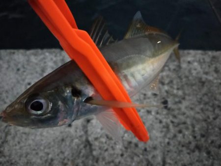 チョイアジ釣り