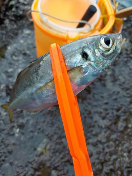 久しぶりのサビキ釣り