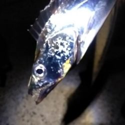 ウキでタチとアジ釣れる