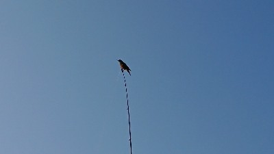 のませ釣り