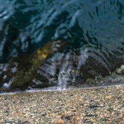 親父たちの釣行　煽烏賊を求めて