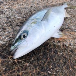 沖堤防でのカゴ釣り