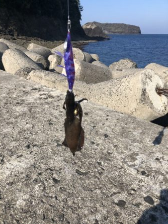 加賀港（桂島）での釣行