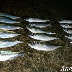 淡路島 タチウオ 陸っぱり 釣り 魚釣り 釣果情報サイト カンパリ