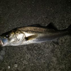 夜練釣行