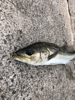 アジのノマセでセイゴが釣れました