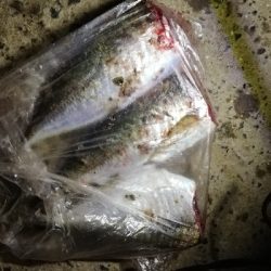 太刀魚狙いのはずが