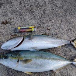 広島 ショアジギング 陸っぱり 釣り 魚釣り 釣果情報サイト カンパリ