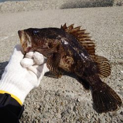 江井ヶ島・穴釣りで良型！