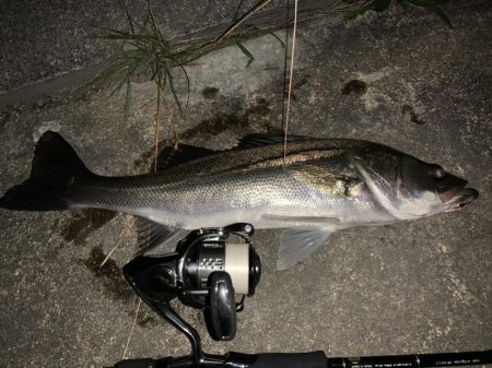 秋の夜長に河鱸