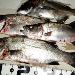 いつもの同じ魚の釣り