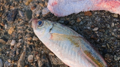 のませ釣り