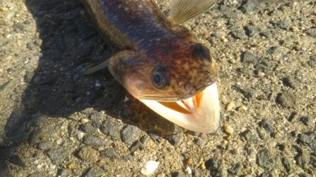 ハマチ釣れたけど…