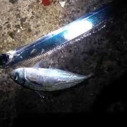 ウキでタチとアジ釣れる