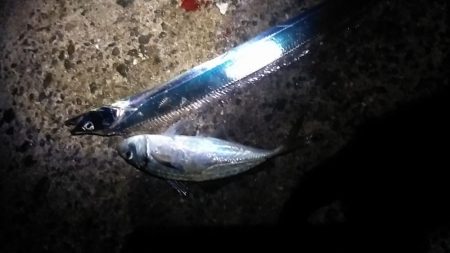 ウキでタチとアジ釣れる