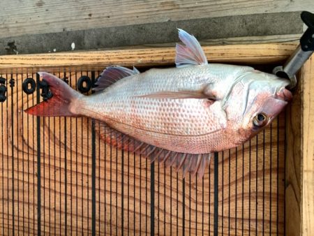 幸吉丸 釣果