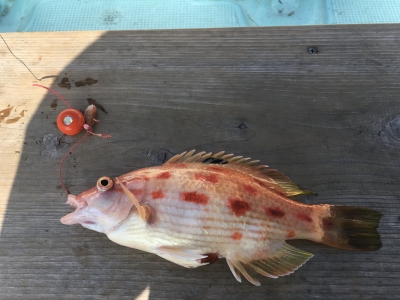 大宝丸 釣果