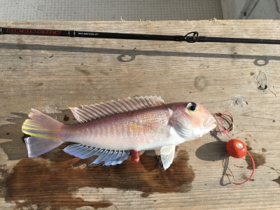 大宝丸 釣果