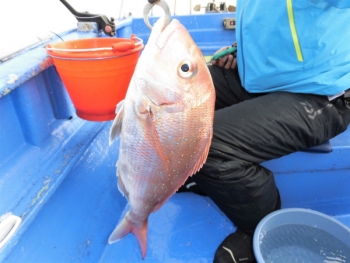 鯛紅丸 釣果