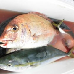 鯛紅丸 釣果