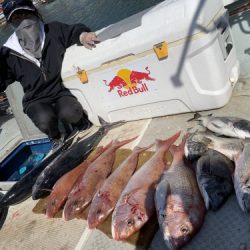 釣船 浦島太郎 釣果