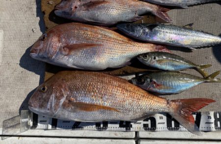 釣船 浦島太郎 釣果