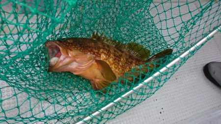 海龍丸（福岡） 釣果