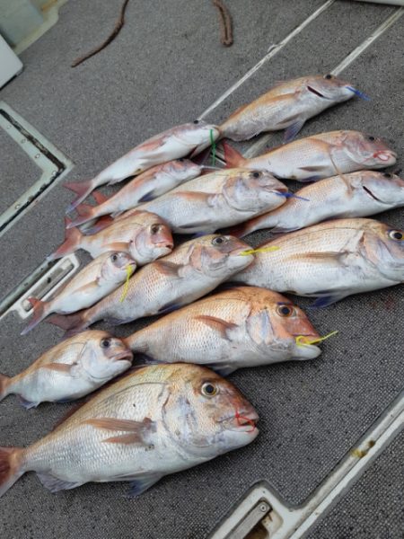 飛燕さくら丸 釣果