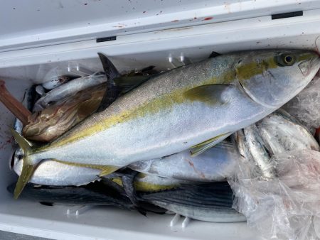 海龍丸（福岡） 釣果