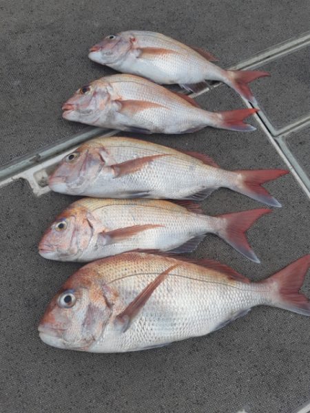 飛燕さくら丸 釣果